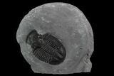 Asaphiscus Trilobite Molt - Wheeler Shale, Utah #97172-1